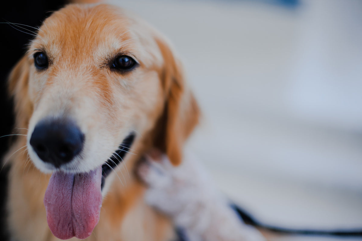 沖縄 シギラミラージュベイサイドチャペル リアルウェディング1486103 6月24日 13:00式