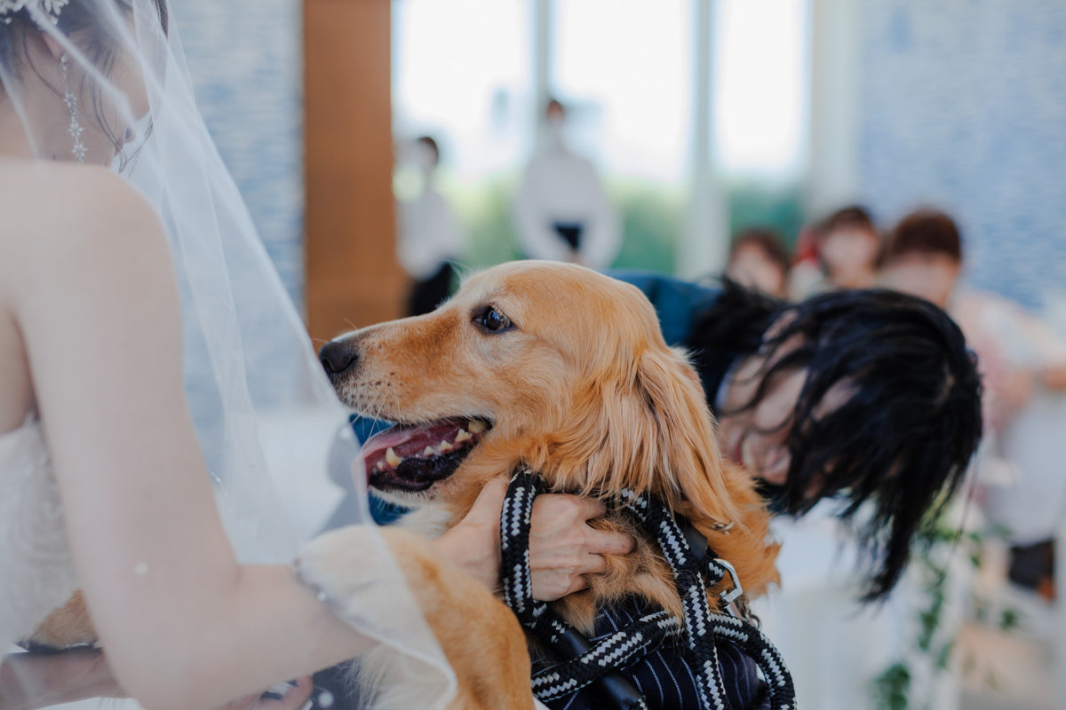 沖縄 シギラミラージュベイサイドチャペル リアルウェディング1486103 6月24日 13:00式