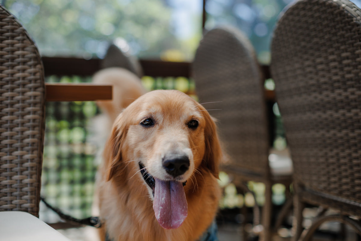 沖縄 シギラミラージュベイサイドチャペル リアルウェディング1486103 6月24日 13:00式