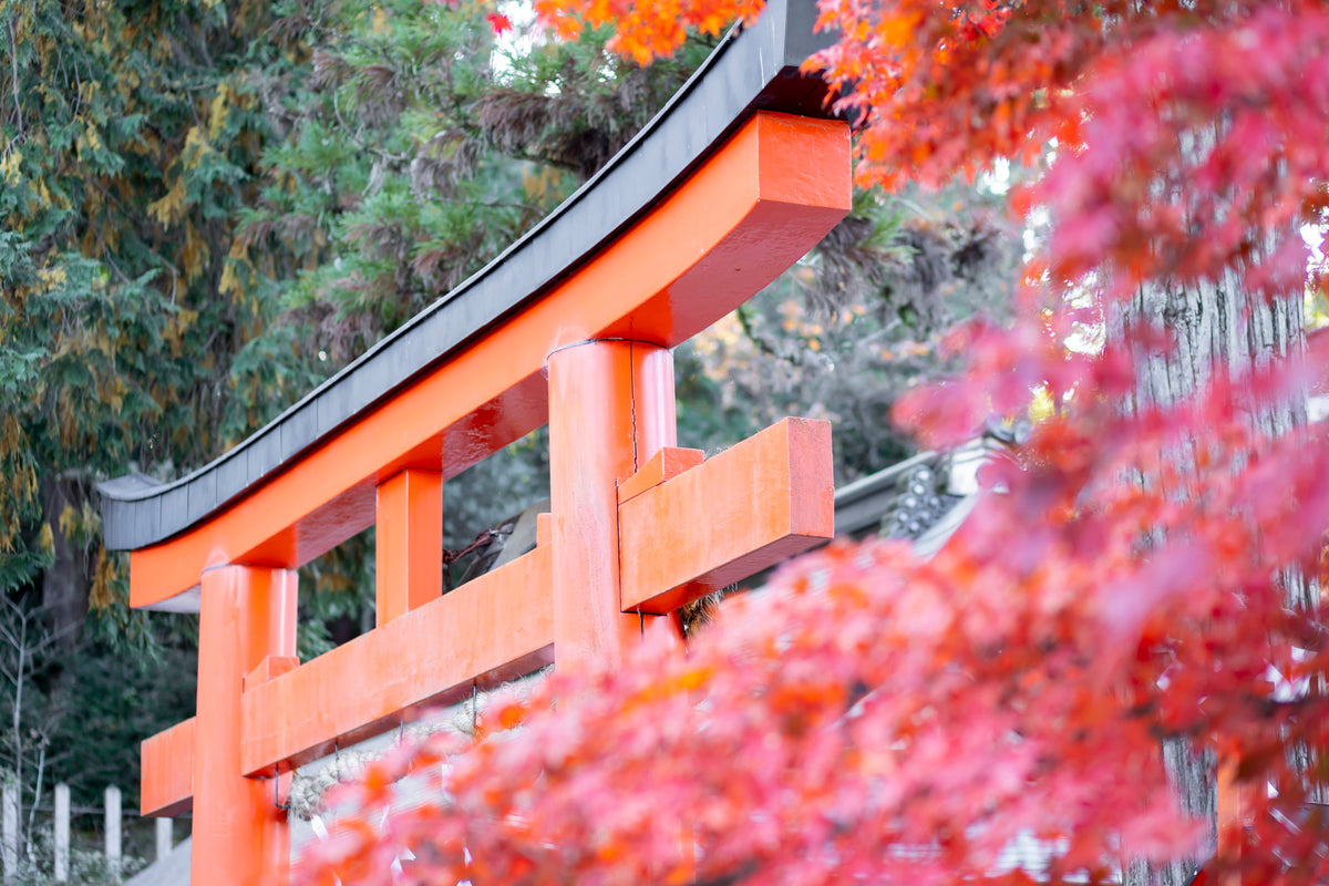 京都　吉田神社　リアルウェディング 1538285 11月30日 11:00式