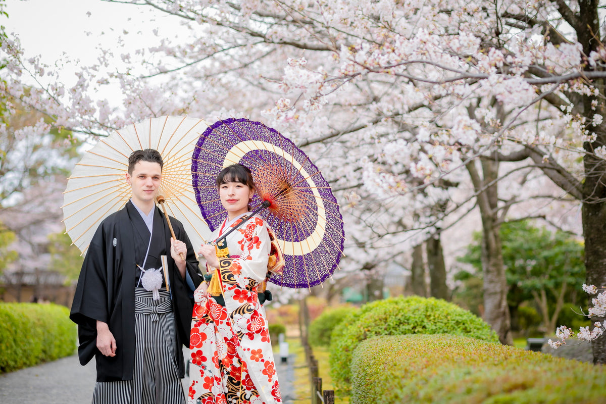最も美しく咲き誇る桜が、大きなシダレザクラ