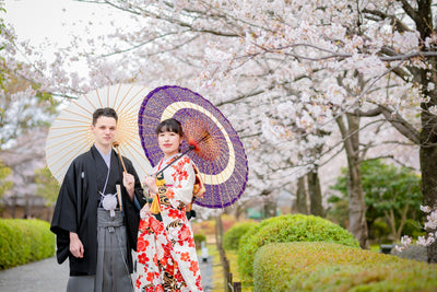 最も美しく咲き誇る桜が、大きなシダレザクラ