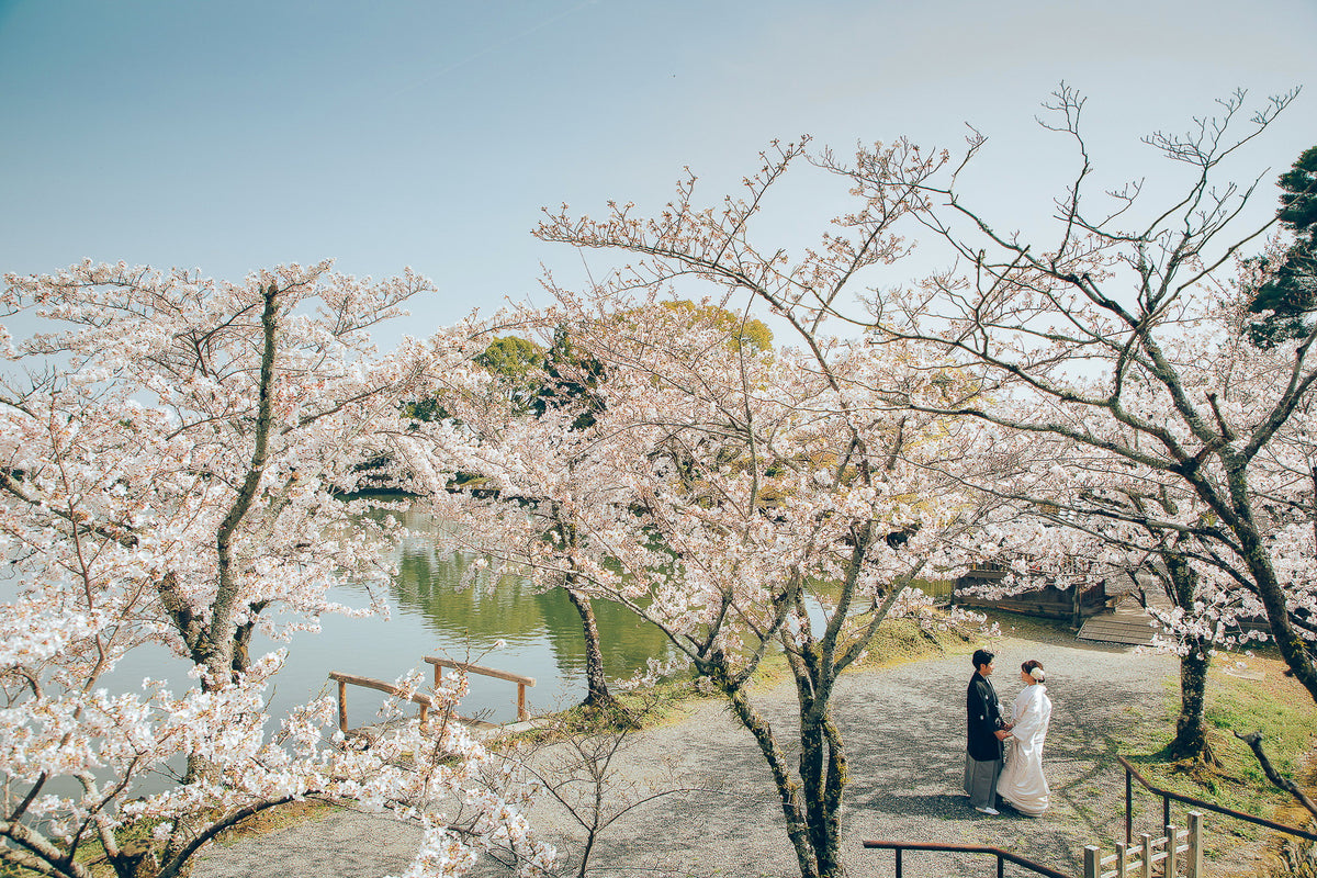 大沢池エリアには約700本桜や楓が植えられております