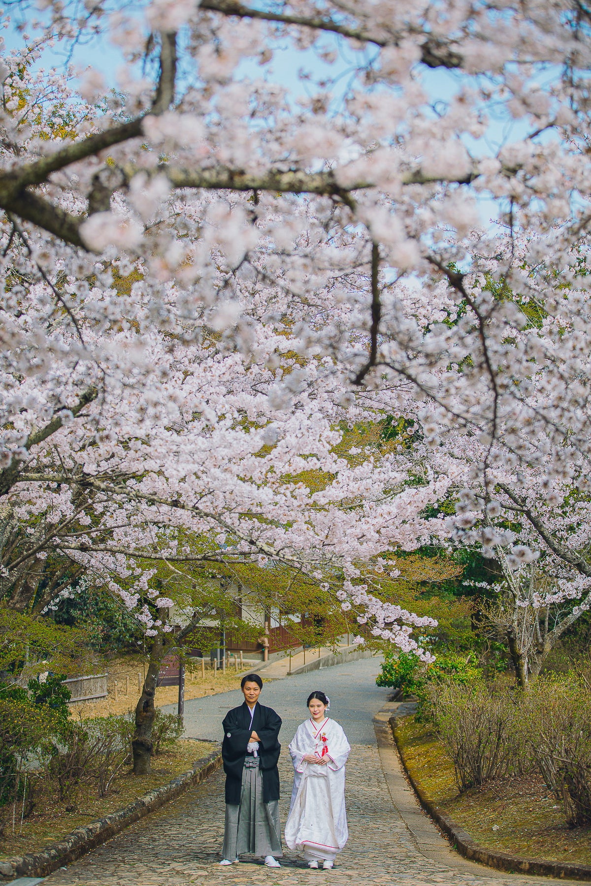渡月橋の桜の見頃は、3月下旬から4月上旬です