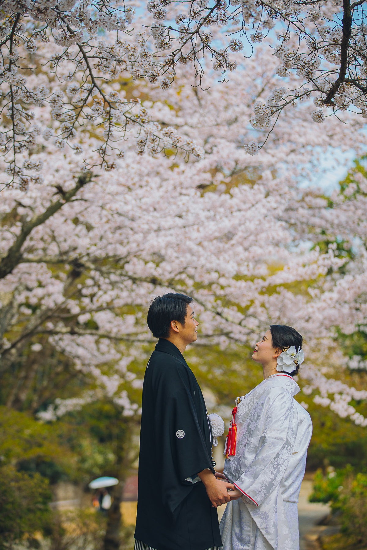 渡月橋周辺には約1,500本ほどの桜がそびえたちます