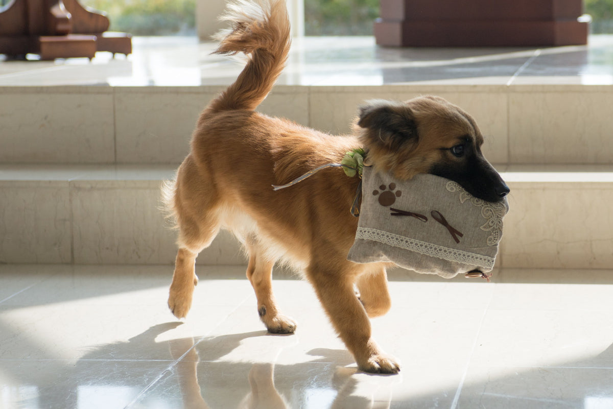 愛犬と挙式ができるのはシギラミラージュベイサイドチャペルならでは