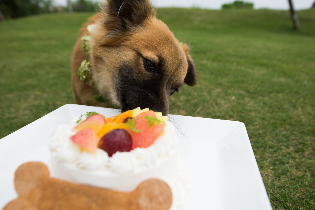 愛犬用ケーキ