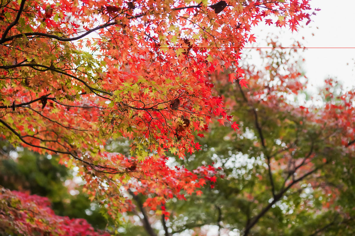 11月下旬ごろの紅葉