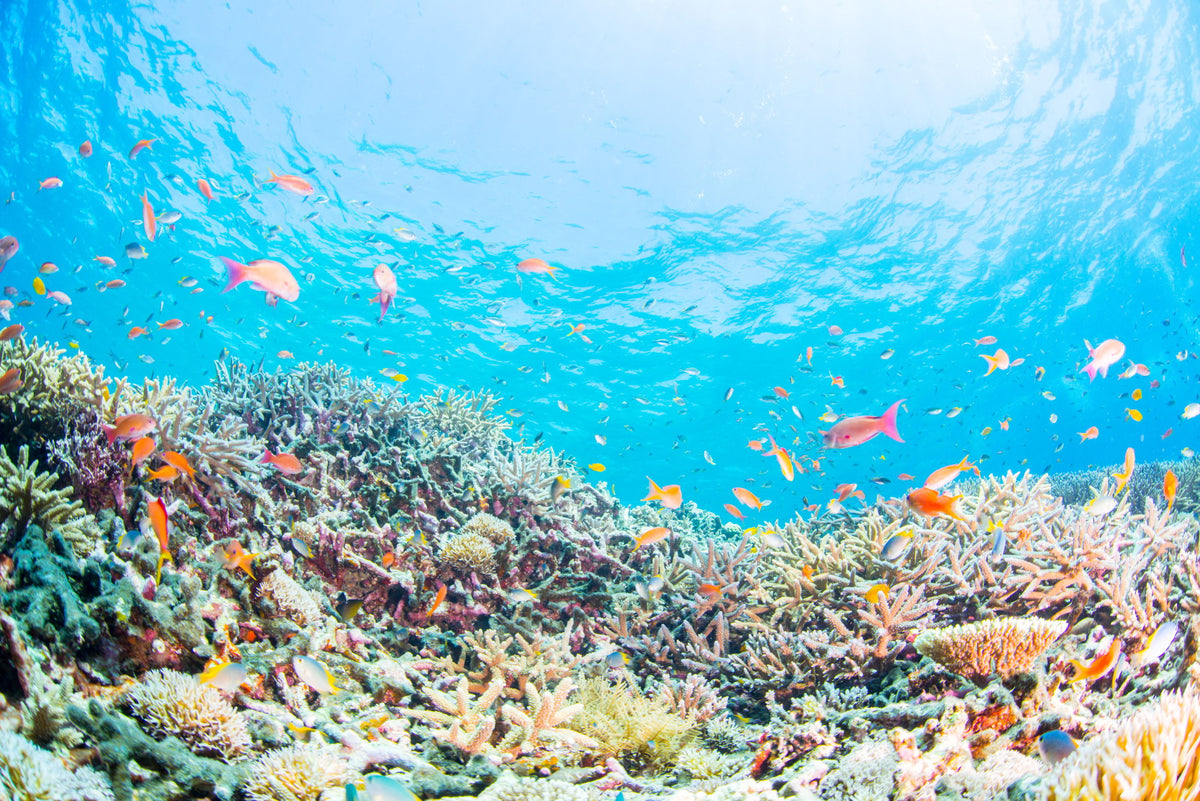 カラフルで美しい珊瑚礁や熱帯魚も美しい海ならでは。