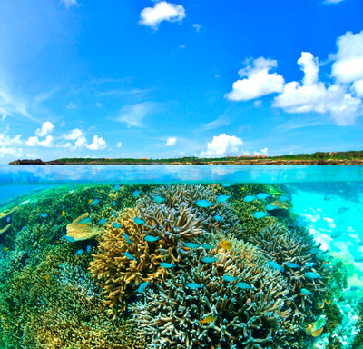 珊瑚が隆起してできた島の周辺は抜群の透明度を誇る宮古ブルーの海