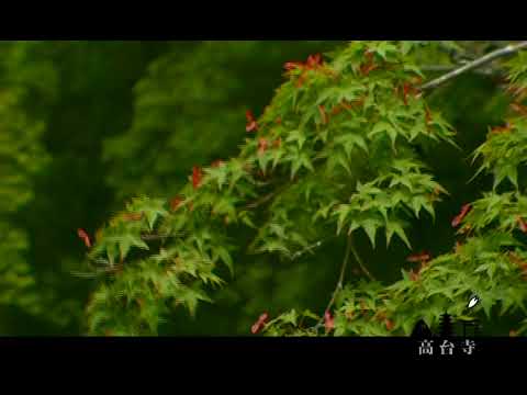 京都 高台寺 プロモーションムービー