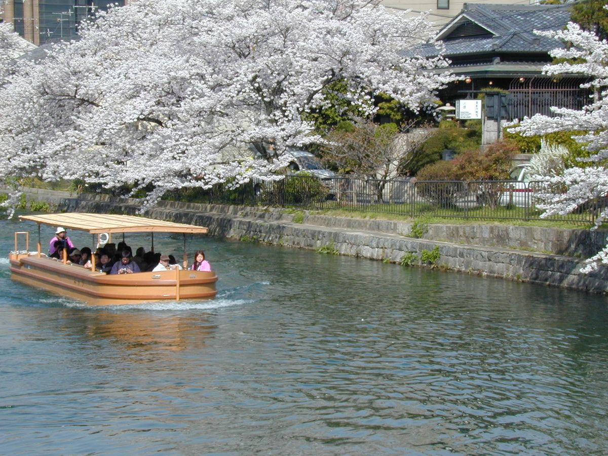 桜の時期は目の前に美しく咲き誇ります
