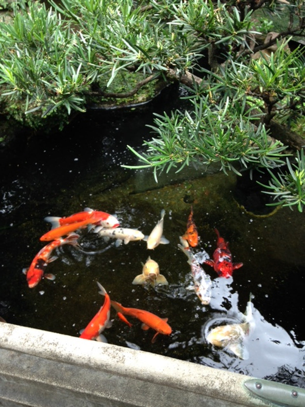 会場内 お庭の鯉