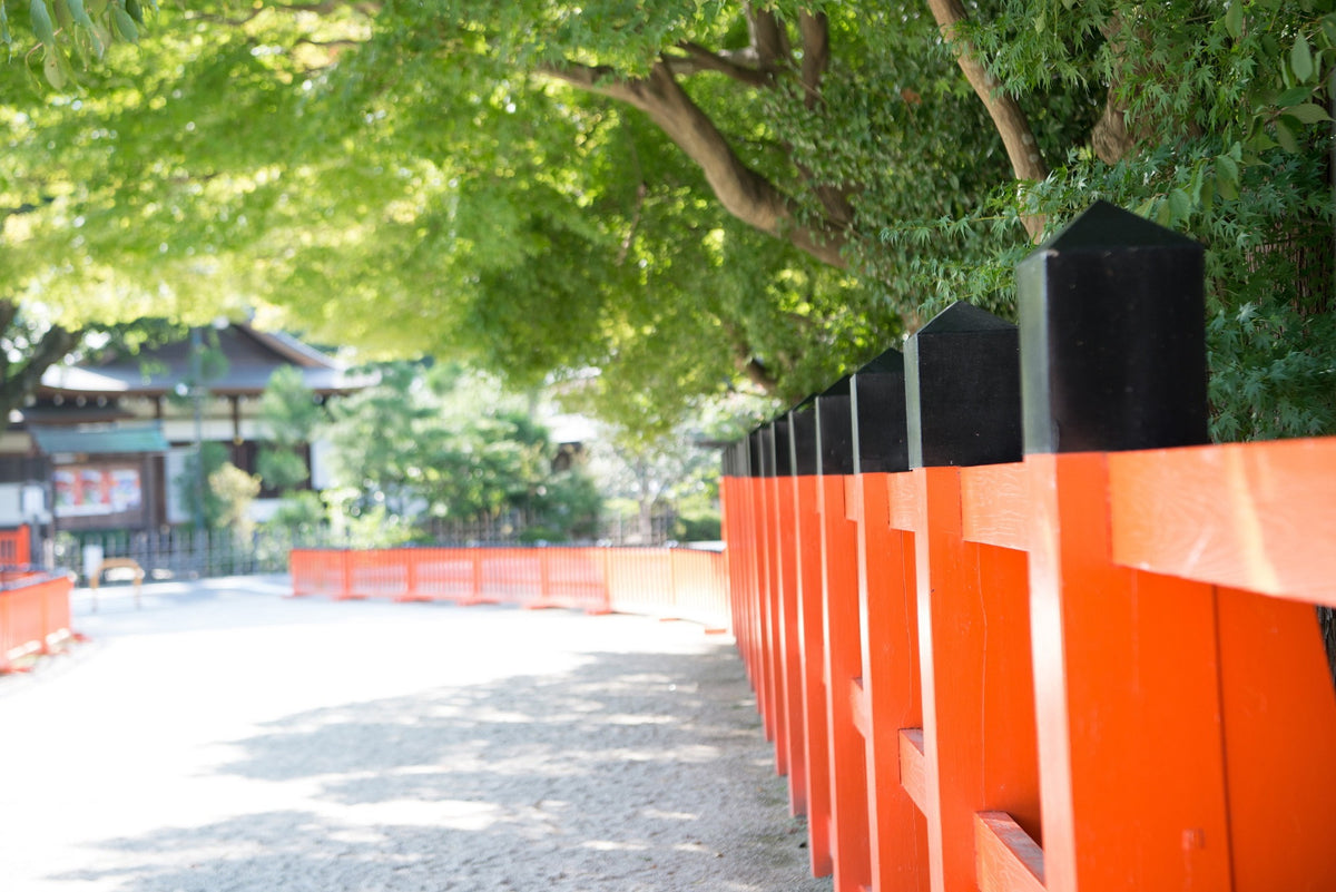 この楓が秋には真っ赤に…