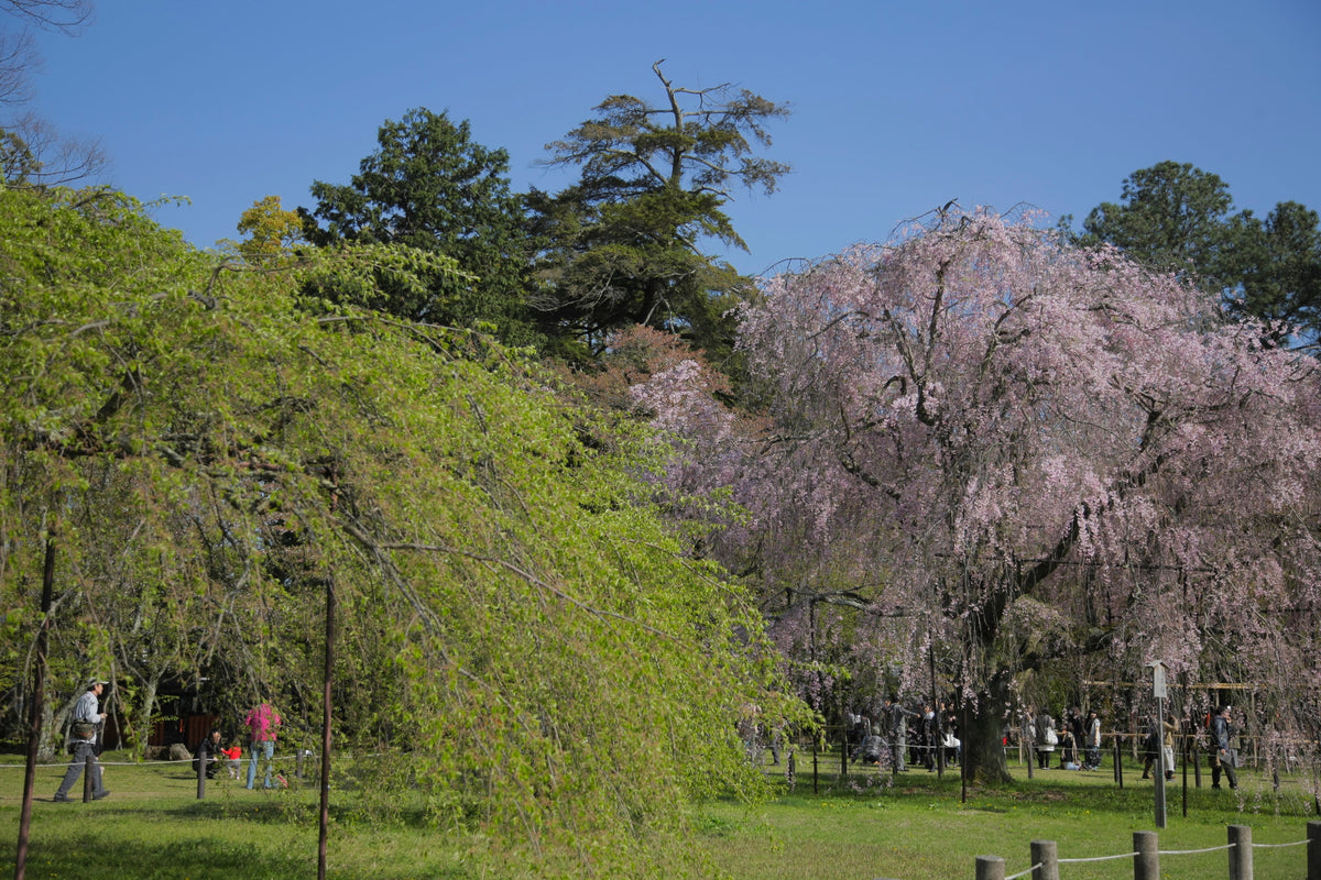 斎王桜