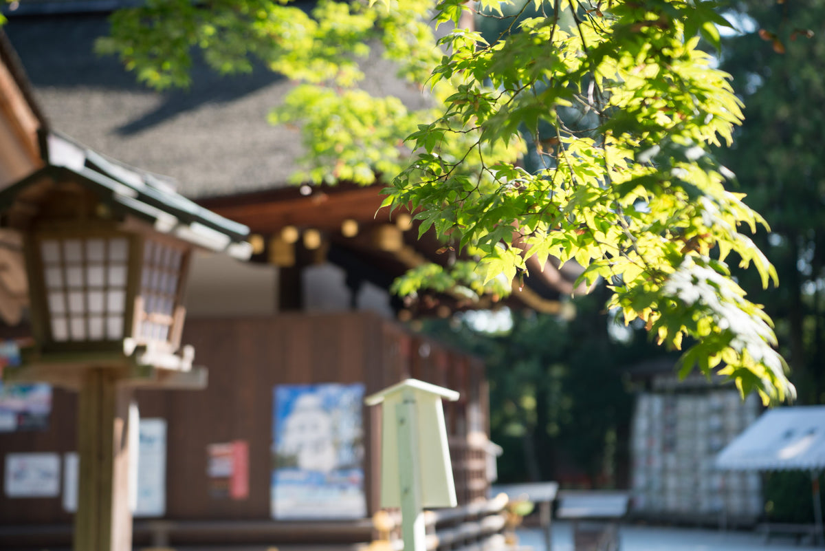 上賀茂神社は楓がたくさん