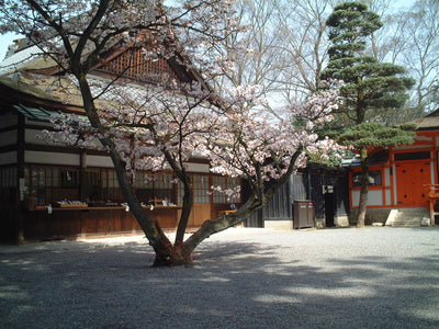 春には境内で桜が挙式を彩ります