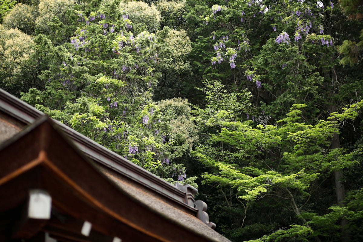 4月末には境内で藤の花が咲きます