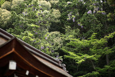 4月末には境内で藤の花が咲きます