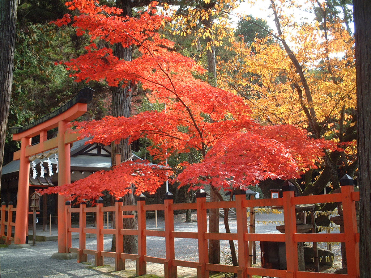 社務所前　紅葉（楓）