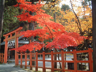 社務所前　紅葉（楓）