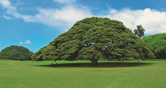 日本では「この~木なんの木♪」で有名なモアナルアガーデン。ハワイでは100年以上続くフラの聖地として有名です。