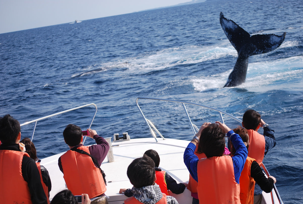 バラエティーに富んだマリンプログラム & ビーチアクティビティ!暖かい海を求めクジラがやってきます♪/【1月中旬-3月限定)】ホエールウォッチング