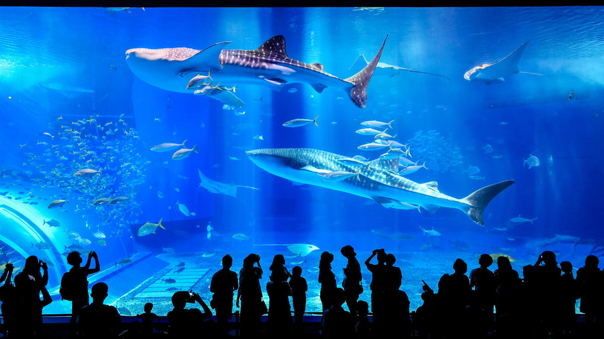 周辺_沖縄美ら海水族館(海洋博公園内)へ車で5分