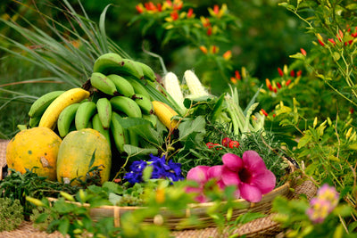 ホテルに隣接する自家農園「OUR FARM」ではバナナやパパイヤなどの沖縄らしいフルーツはじめ野菜やハーブ、小麦など年間通して多彩な植物も栽培　収穫したフルーツや野菜、ハーブは施設内レストランで提供されるホテルのこだわり「OUR FARM」
