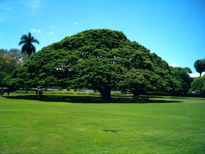 この木なんの木～の歌で知られるモンキーポッドがあることでオアフ島の人気観光地となった公園。かつてはカメハメハ王家の土地だった。モンキーポッドの他にも、様々な植物が見られ、週末はローカルが木陰でくつろぐ憩いの場になっている。　　実際に日立のコマーシャルで使われた「日立の樹」のモアナルアガーデン観光（この木なんの木＝家族に人気）