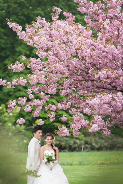 羊ヶ丘展望台に咲くのは「八重桜」濃いピンクのお花がお二人をより引き立ててくれます