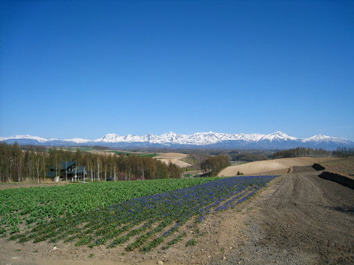 富良野【5月】