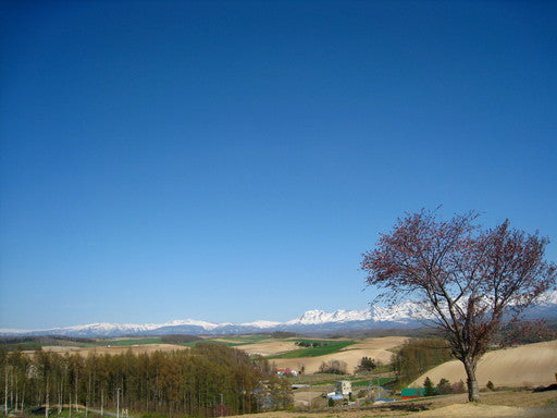 富良野【5月】