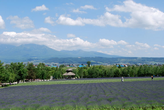 富良野【6月】