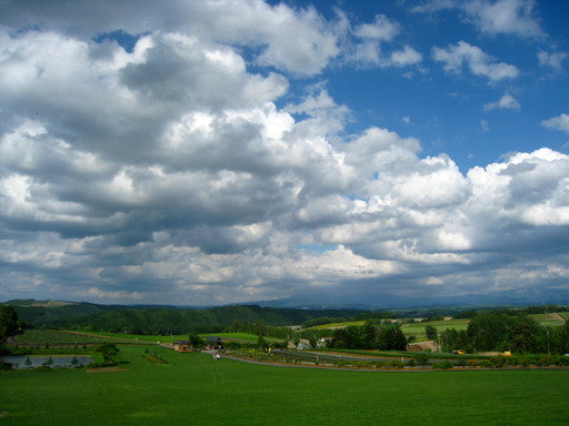 富良野【6月】