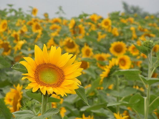 北竜町【7月末】