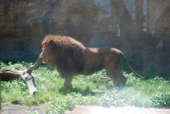 旭山動物園【7月】