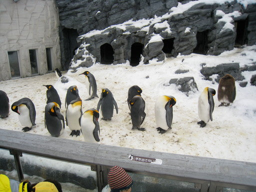 旭山動物園【7月】