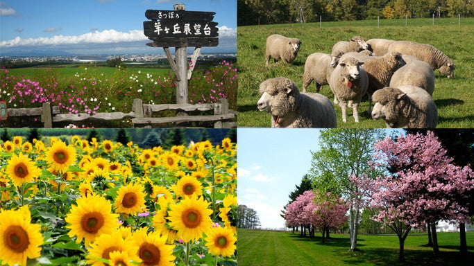【札幌市内】四季の写真